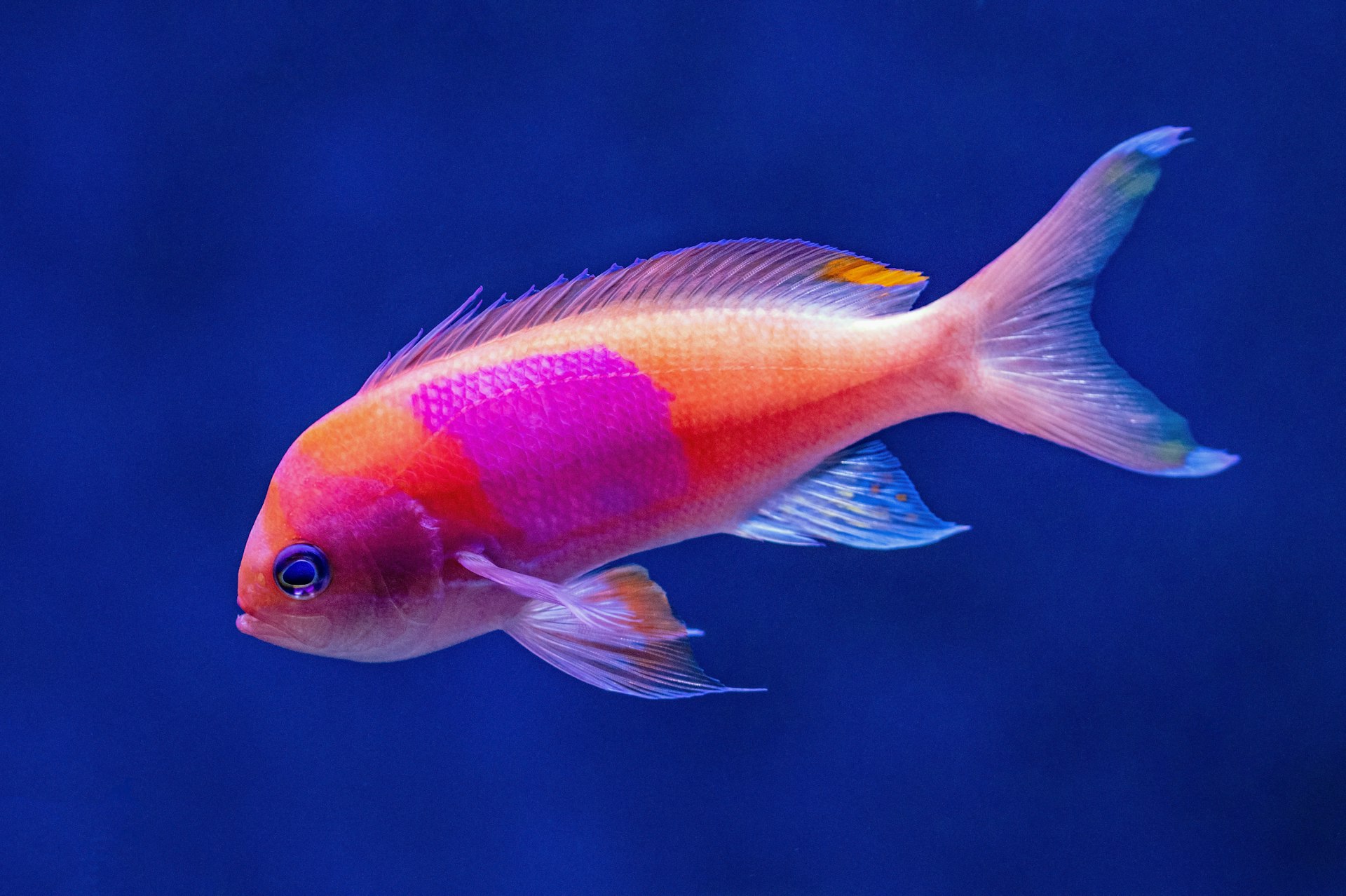 Male square-spot anthias in deep blue water