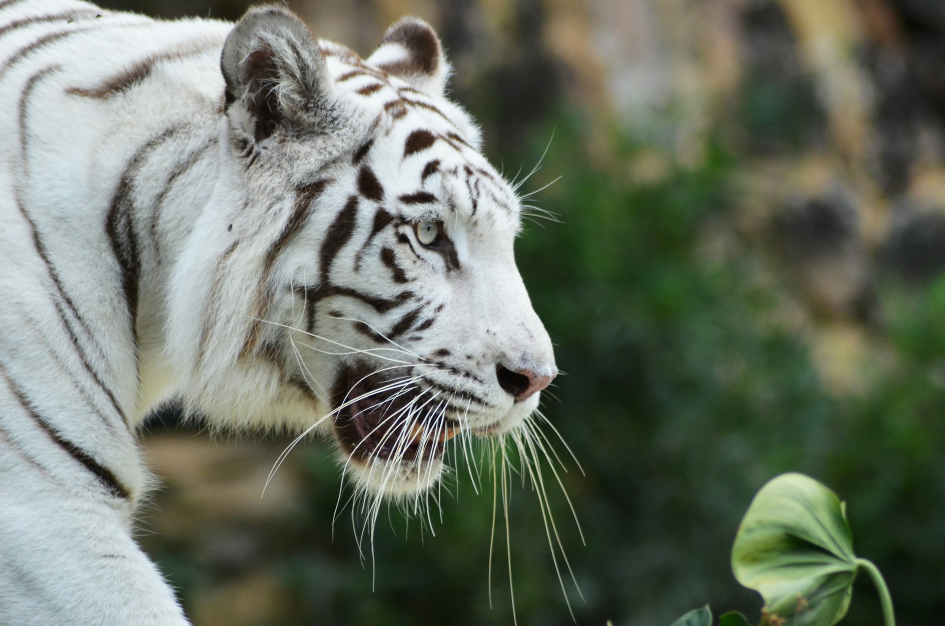 Close portrait of a white Bengal tiger
